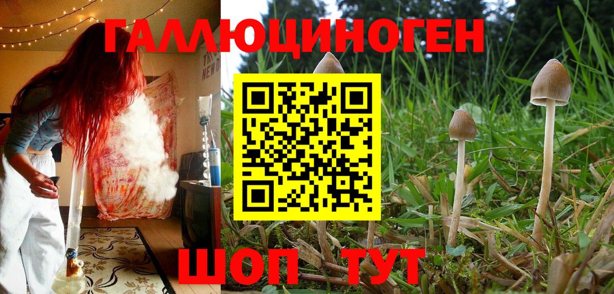Псилоцибиновые грибы Cubensis  Вход с VPN  Псилоцибиновые грибы мухоморы  Осинники 